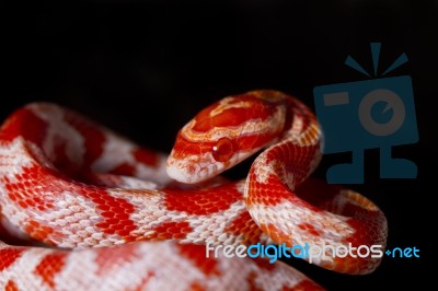 Red Corn Snake Stock Photo