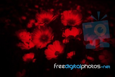 Red Cosmos Flower On Black Background Stock Photo