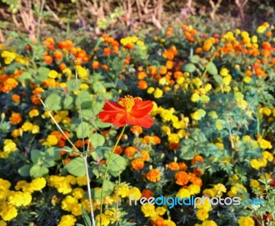 Red Cosmos Flowers Garden Stock Photo