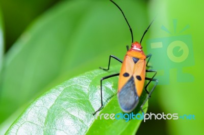 Red Cotton Bug (dysdercus Cingulatus) Stock Photo