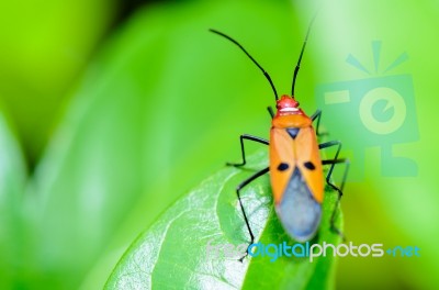 Red Cotton Bug (dysdercus Cingulatus) Stock Photo