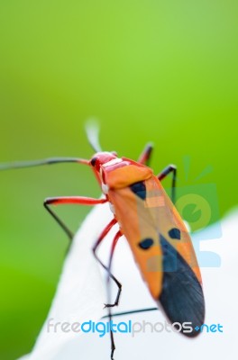 Red Cotton Bug (dysdercus Cingulatus) Stock Photo