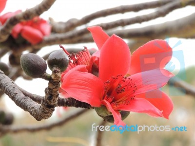 Red Cotton Tree Stock Photo