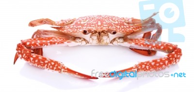 Red Crab Isolated On White Background Stock Photo