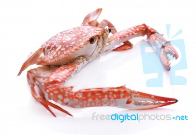 Red Crab Isolated On White Background Stock Photo