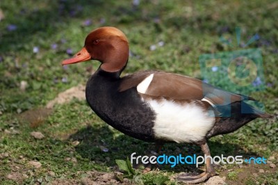 Red Crested Pochard Stock Photo