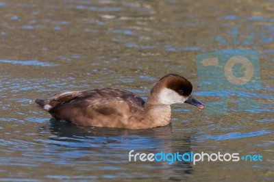 Red-crested Pochard (netta Rufina) Stock Photo