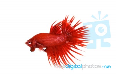 Red Crowntail Betta Stock Photo