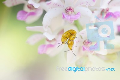 Red Cucurbit Leaf Beetle On Orchid Plants Stock Photo