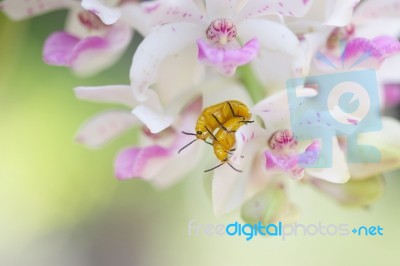 Red Cucurbit Leaf Beetle On Orchid Plants Stock Photo