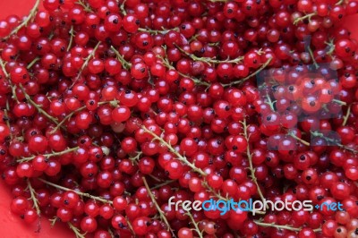 Red Currant Stock Photo