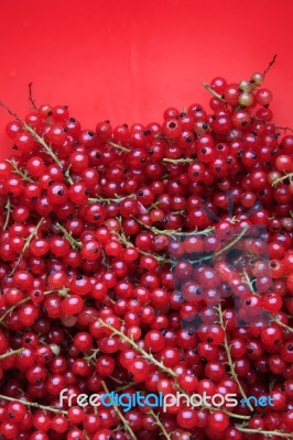 Red Currant Stock Photo