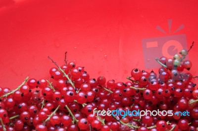 Red Currant Stock Photo