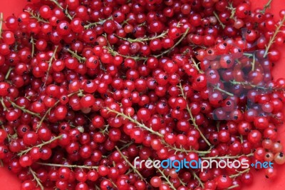 Red Currant Stock Photo