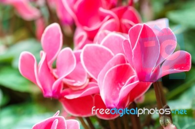 Red Cyclamen Flower In Garden Stock Photo