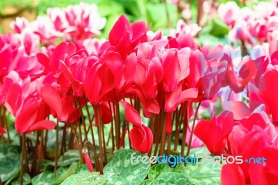 Red Cyclamen Flower In Garden Stock Photo