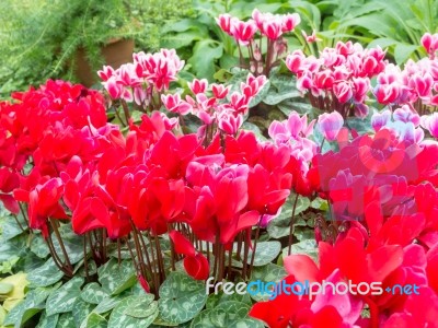 Red Cyclamen Flower In Garden Stock Photo