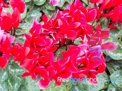 Red Cyclamen Flower In Garden Stock Photo