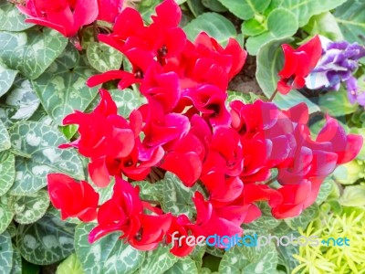 Red Cyclamen Flower In Garden Stock Photo