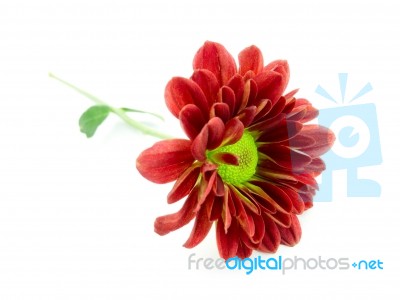 Red Daisy With Leaves Stock Photo