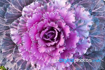 Red Decorative Cabbage Stock Photo