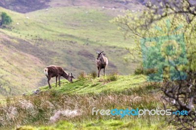 Red Deer (cervus Elaphus) Stock Photo