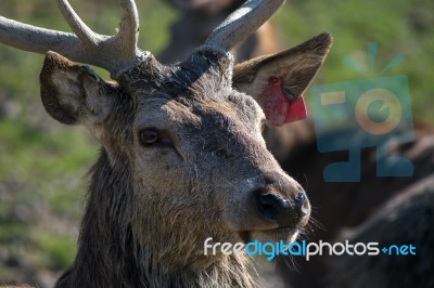 Red Deer (cervus Elaphus) Stock Photo