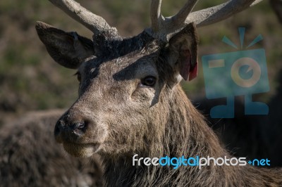 Red Deer (cervus Elaphus) Stock Photo