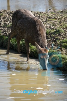 Red Deer (cervus Elaphus) Stock Photo