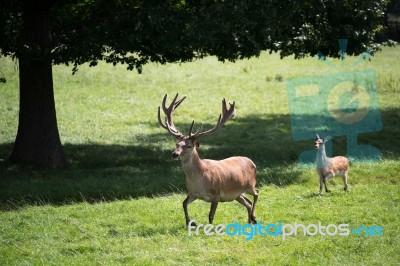 Red Deer (cervus Elaphus) Stock Photo