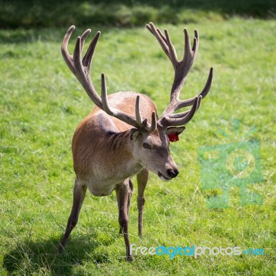 Red Deer (cervus Elaphus) Stock Photo