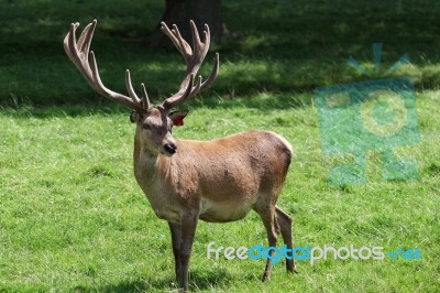 Red Deer (cervus Elaphus) Stock Photo