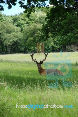 Red Deer Stag Stock Photo