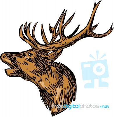 Red Deer Stag Head Roaring Drawing Stock Image