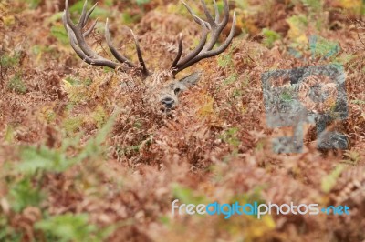 Red Deer Stag Hiding In Bracken Stock Photo