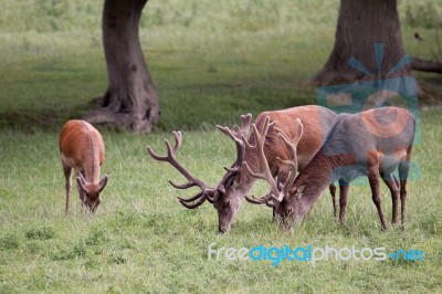 Red Deer Stags Grazing On Grassland In Surrey Stock Photo