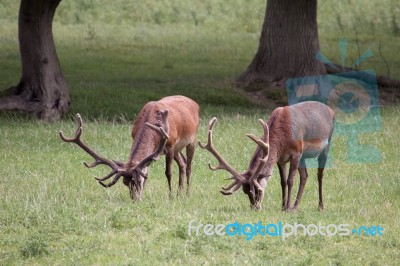 Red Deer Stags Grazing On Grassland In Surrey Stock Photo