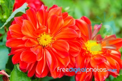 Red Delphinium Flower In Garden Stock Photo