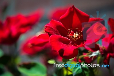 Red Dog Rose Stock Photo