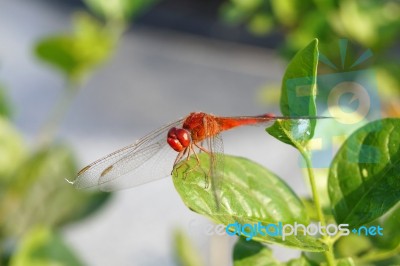 Red Dragon Fly Stock Photo