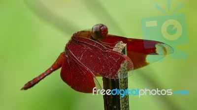 Red Dragonfly Stock Photo