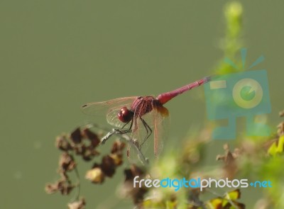 Red Dragonfly Stock Photo