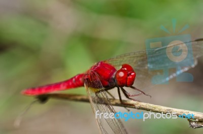 Red Dragonfly Stock Photo