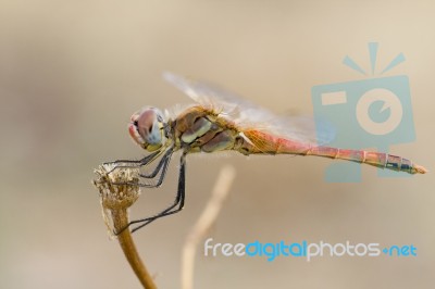 Red Dragonfly Stock Photo