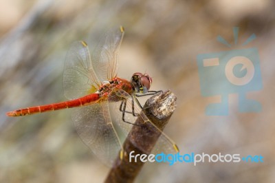 Red Dragonfly Stock Photo