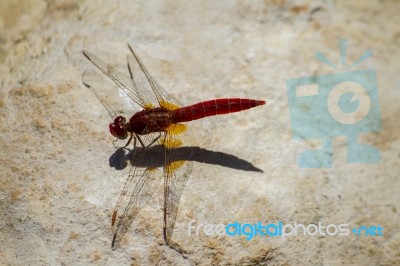 Red Dragonfly On A Stone Stock Photo