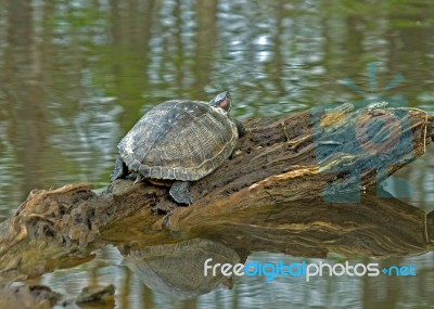 Red Eared Turtle On Cypress Log Stock Photo