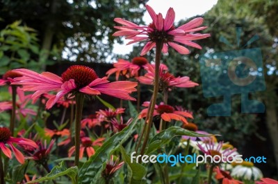 Red Echinacea Flowers Stock Photo