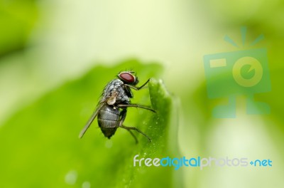 Red Eyed Fly In Green Nature Stock Photo