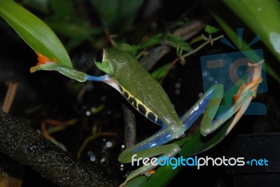 Red-Eyed Tree Frog Stock Photo